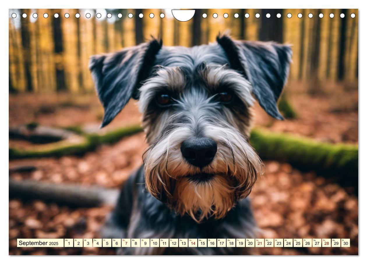 Bild: 9783457016145 | Schnauzer - vielseitige Allrounder (Wandkalender 2025 DIN A4 quer),...