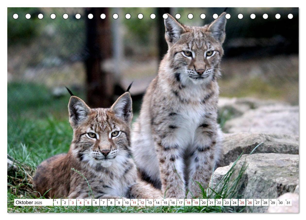 Bild: 9783435419715 | Familie Luchs - Die Jäger mit dem Pinselohr (Tischkalender 2025 DIN...