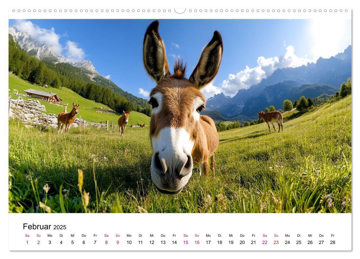 Bild: 9783457215272 | Esel - neugierige Typen (Wandkalender 2025 DIN A2 quer), CALVENDO...