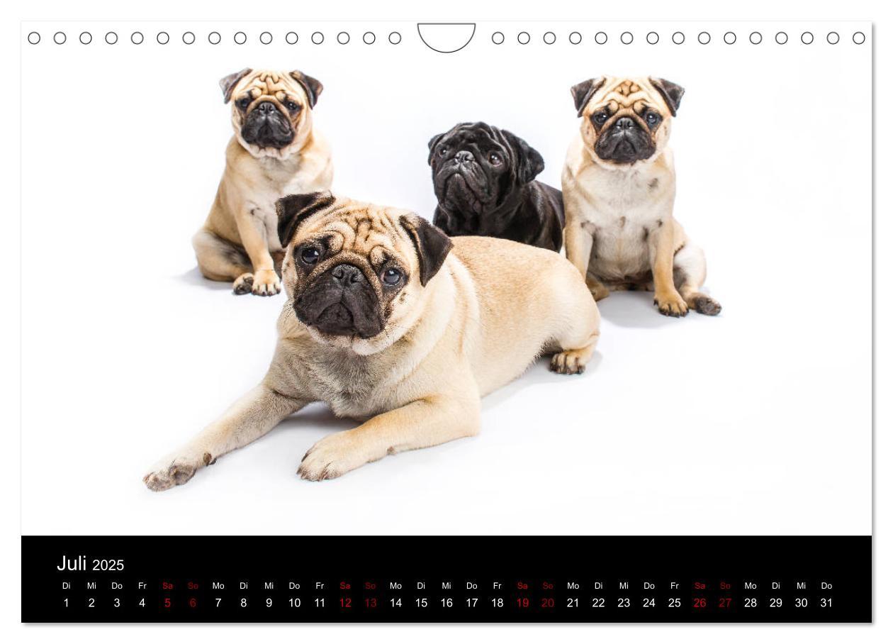 Bild: 9783435418428 | MÖPSE - tierische Momente im Fotostudio (Wandkalender 2025 DIN A4...