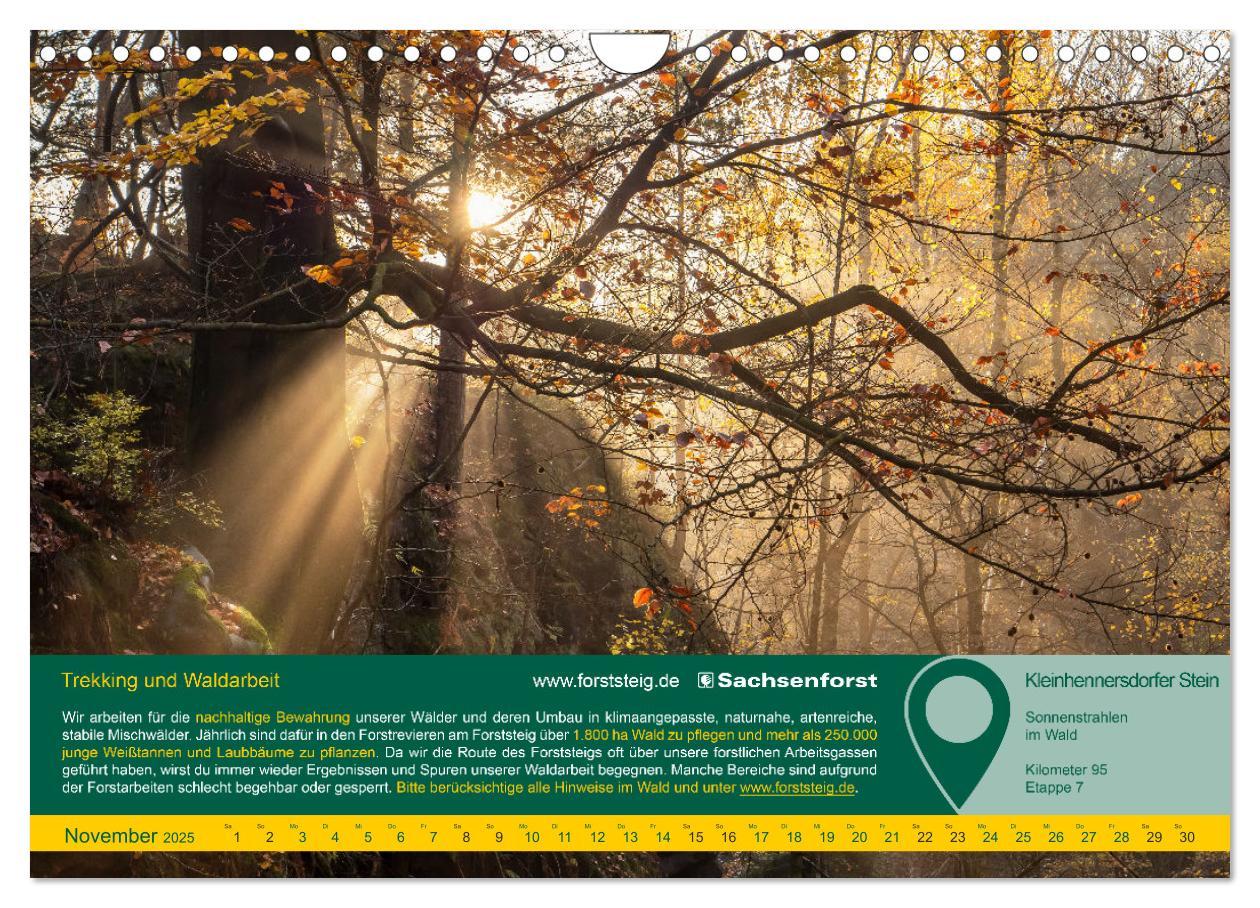 Bild: 9783383919145 | Erlebnis Forststeig Elbsandstein (Wandkalender 2025 DIN A4 quer),...