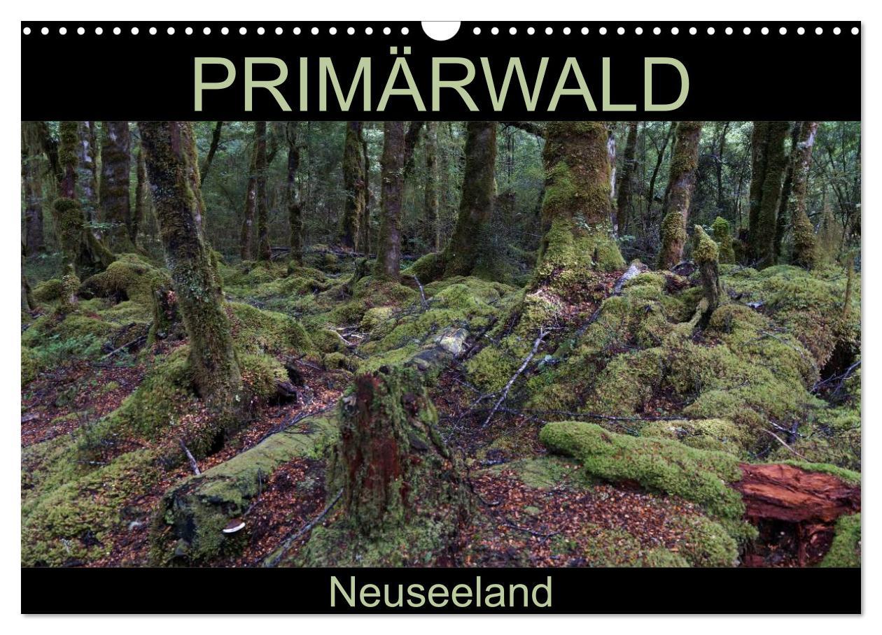 Cover: 9783435622603 | Primärwald - Neuseeland (Wandkalender 2025 DIN A3 quer), CALVENDO...