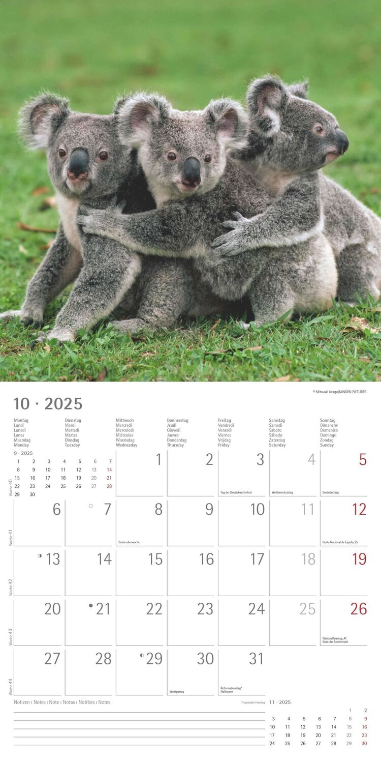 Bild: 4251732340759 | Koalas 2025 - Broschürenkalender 30x30 cm (30x60 geöffnet) -...