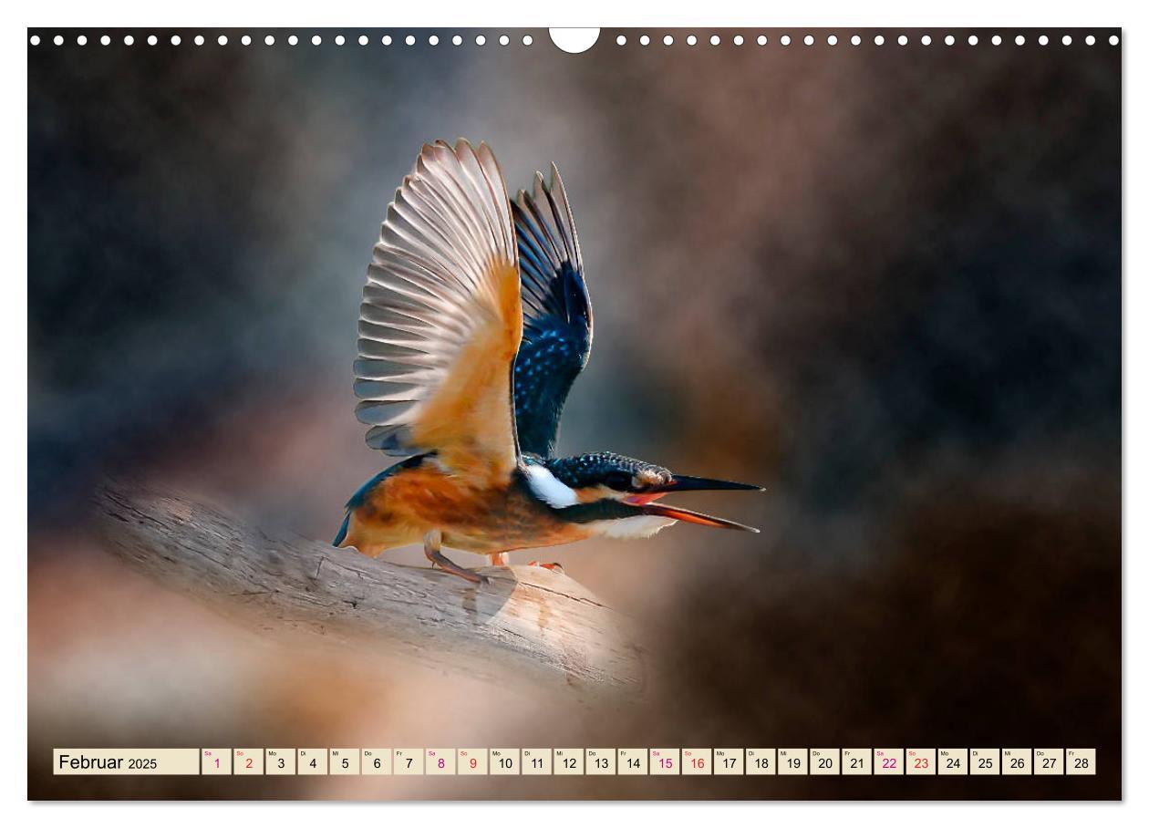 Bild: 9783435333684 | Wunderschöner Eisvogel (Wandkalender 2025 DIN A3 quer), CALVENDO...