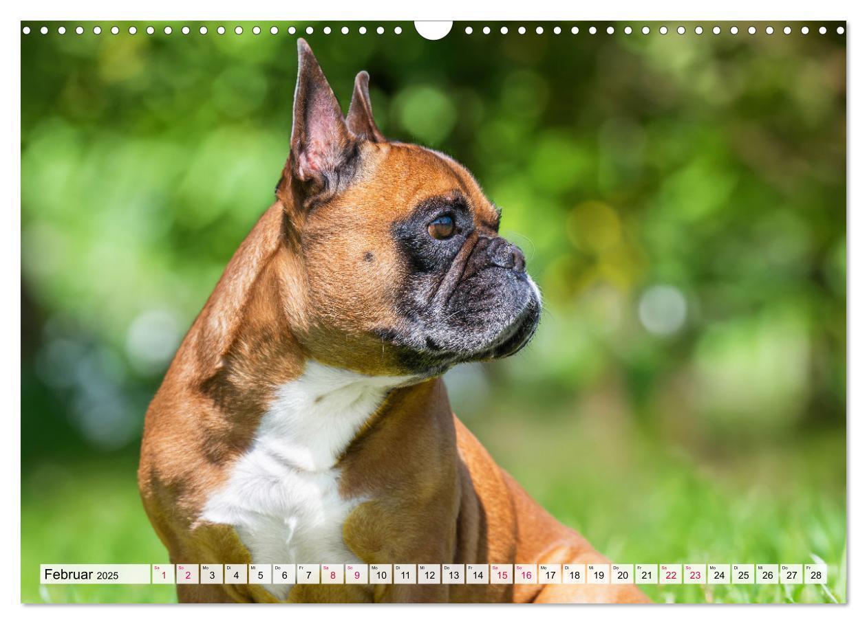 Bild: 9783457178058 | Kleine Helden - Französische Bulldoggen (Wandkalender 2025 DIN A3...