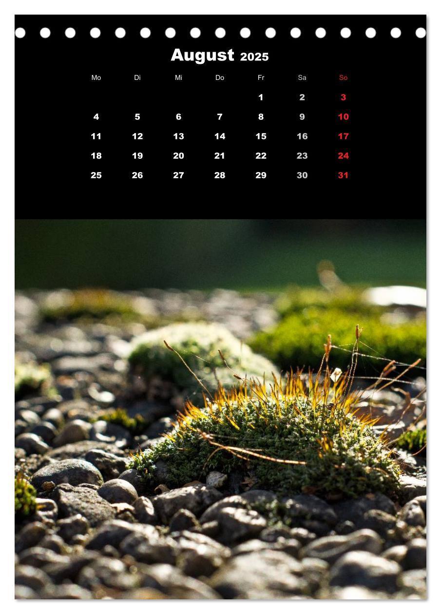 Bild: 9783457006092 | Die Welt der Moose. Ein Blick nach unten (Tischkalender 2025 DIN A5...