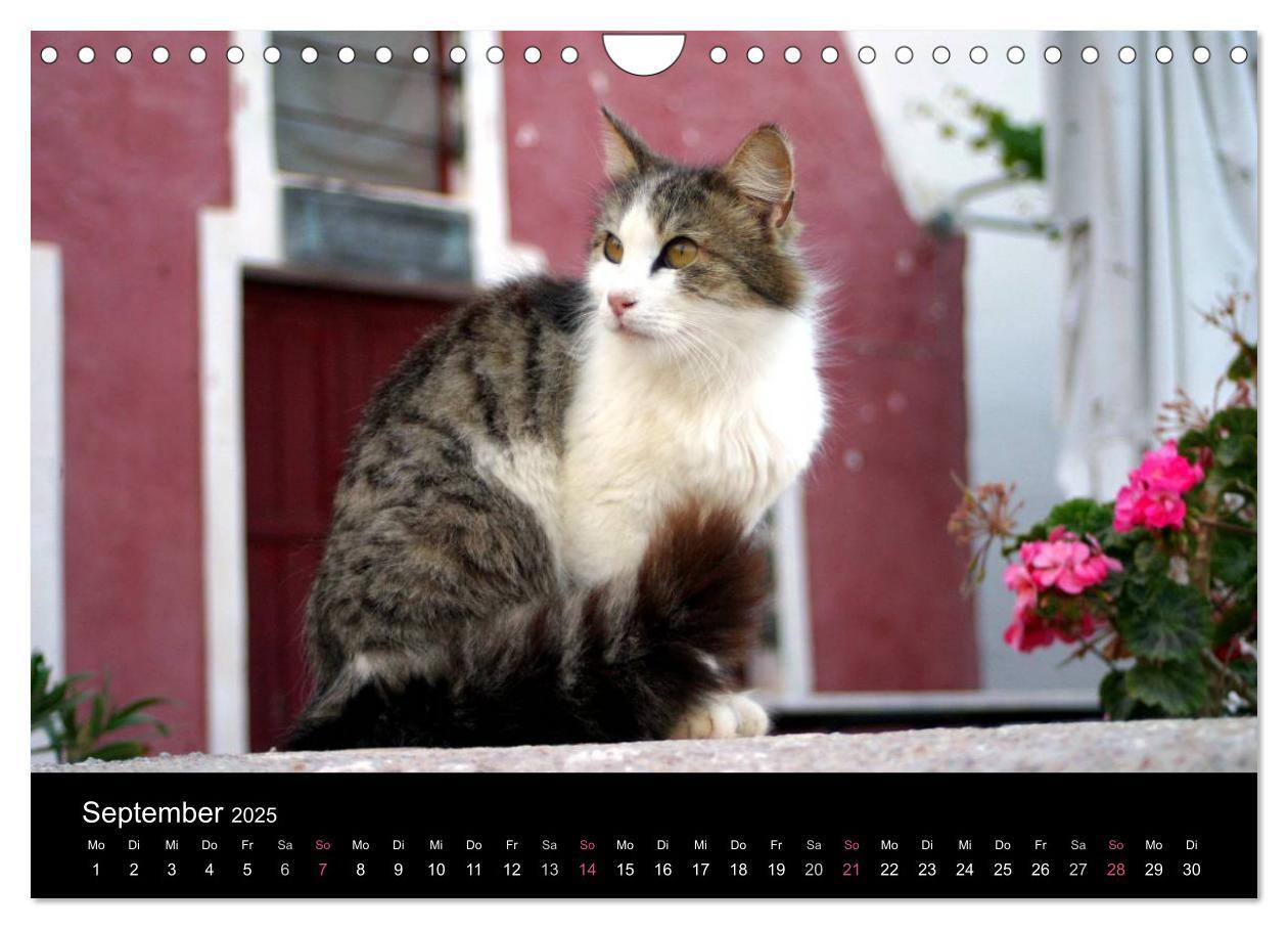 Bild: 9783435684069 | Katzensprung (Wandkalender 2025 DIN A4 quer), CALVENDO Monatskalender