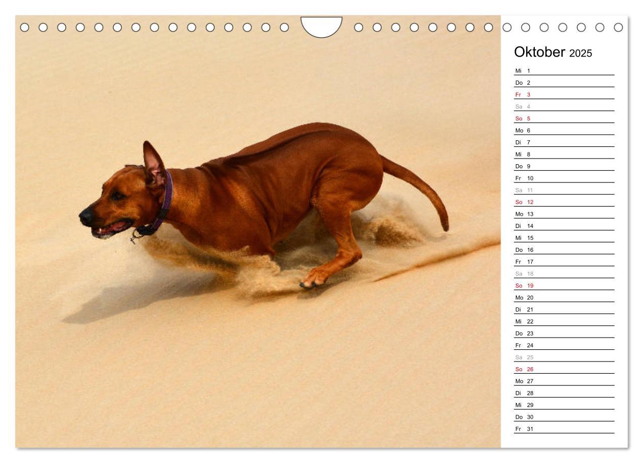 Bild: 9783435455195 | Rhodesian Ridgeback Terminkalender (Wandkalender 2025 DIN A4 quer),...