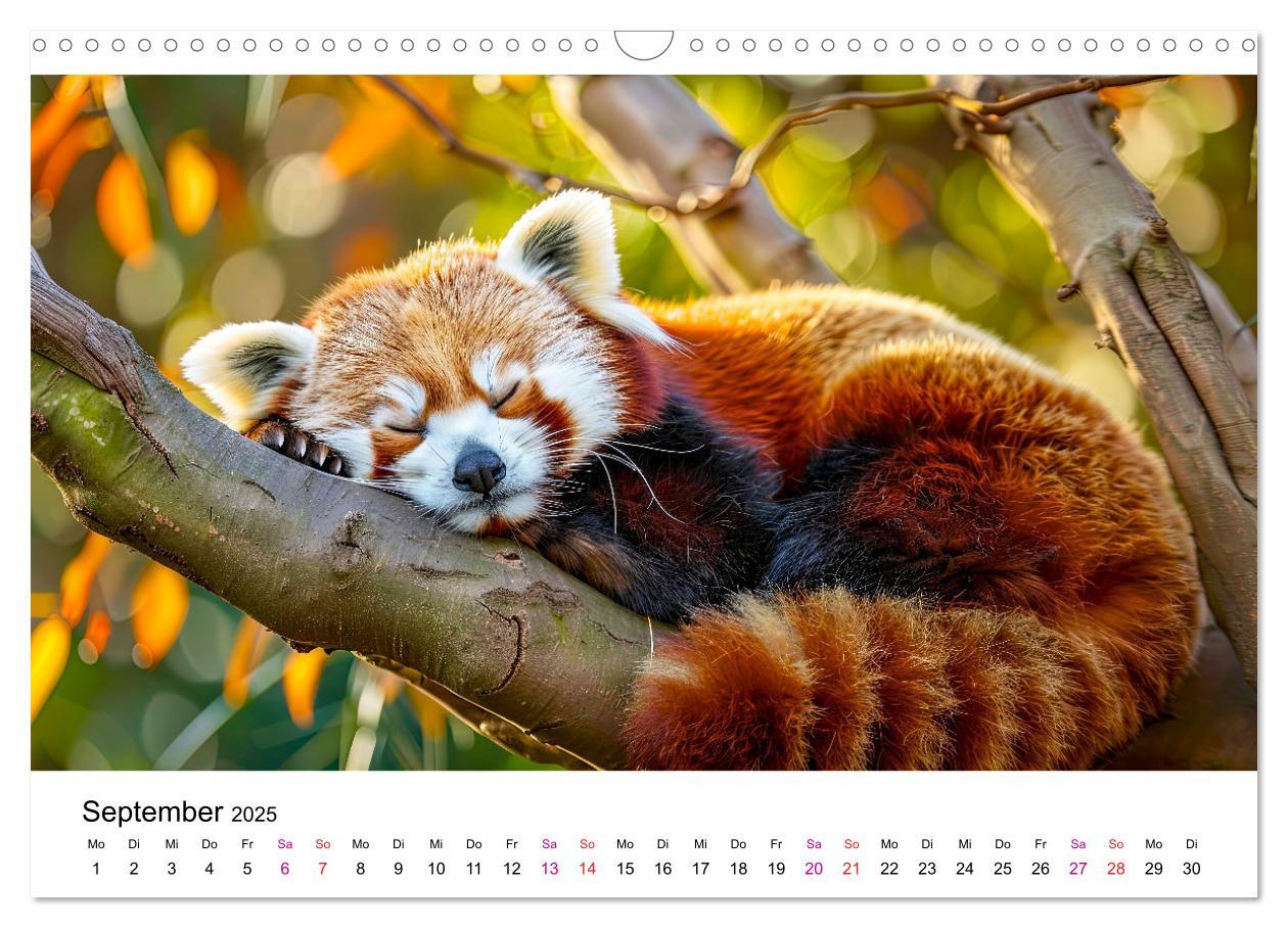 Bild: 9783457137185 | Der Rote Panda (Wandkalender 2025 DIN A3 quer), CALVENDO...