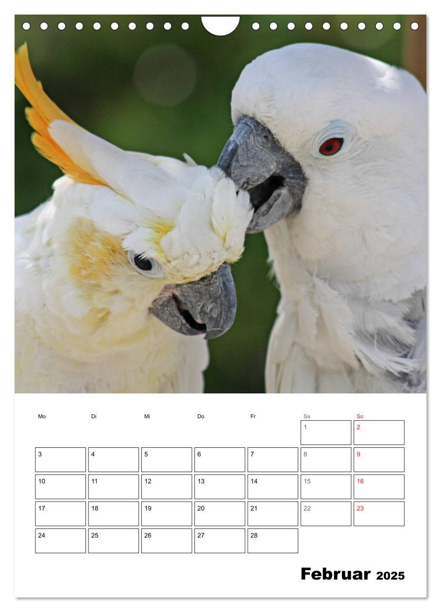 Bild: 9783435985418 | Papageien - Graupapagei, Rosella und Co. (Wandkalender 2025 DIN A4...