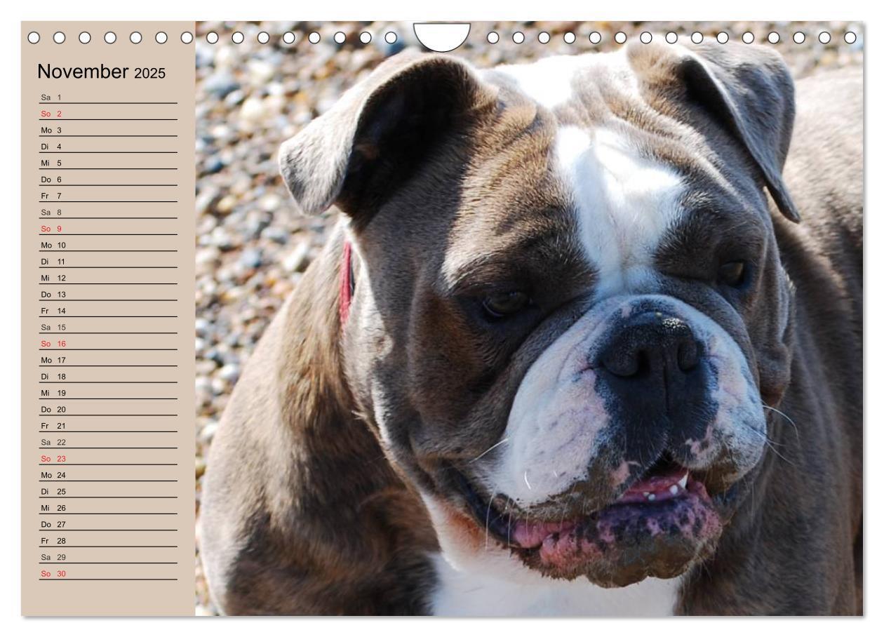 Bild: 9783435535347 | Faszination Bulldogge (Wandkalender 2025 DIN A4 quer), CALVENDO...