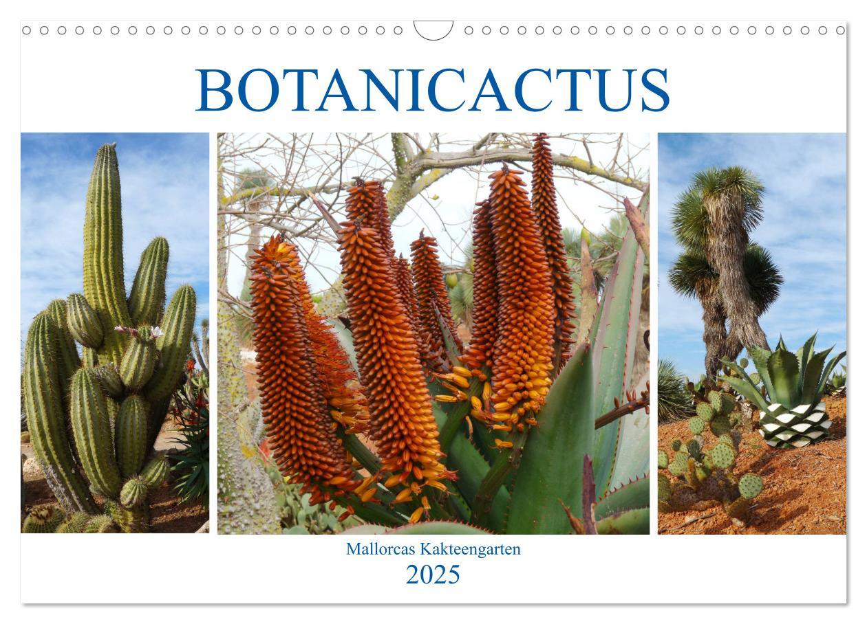 Cover: 9783435336579 | BOTANICACTUS Mallorcas Kakteengarten (Wandkalender 2025 DIN A3...