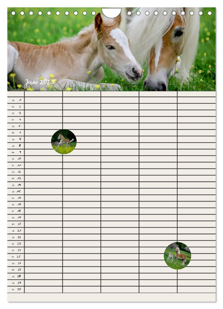 Bild: 9783457014851 | Haflinger Pferde - Stall- und Familienplaner 2025 (Wandkalender...