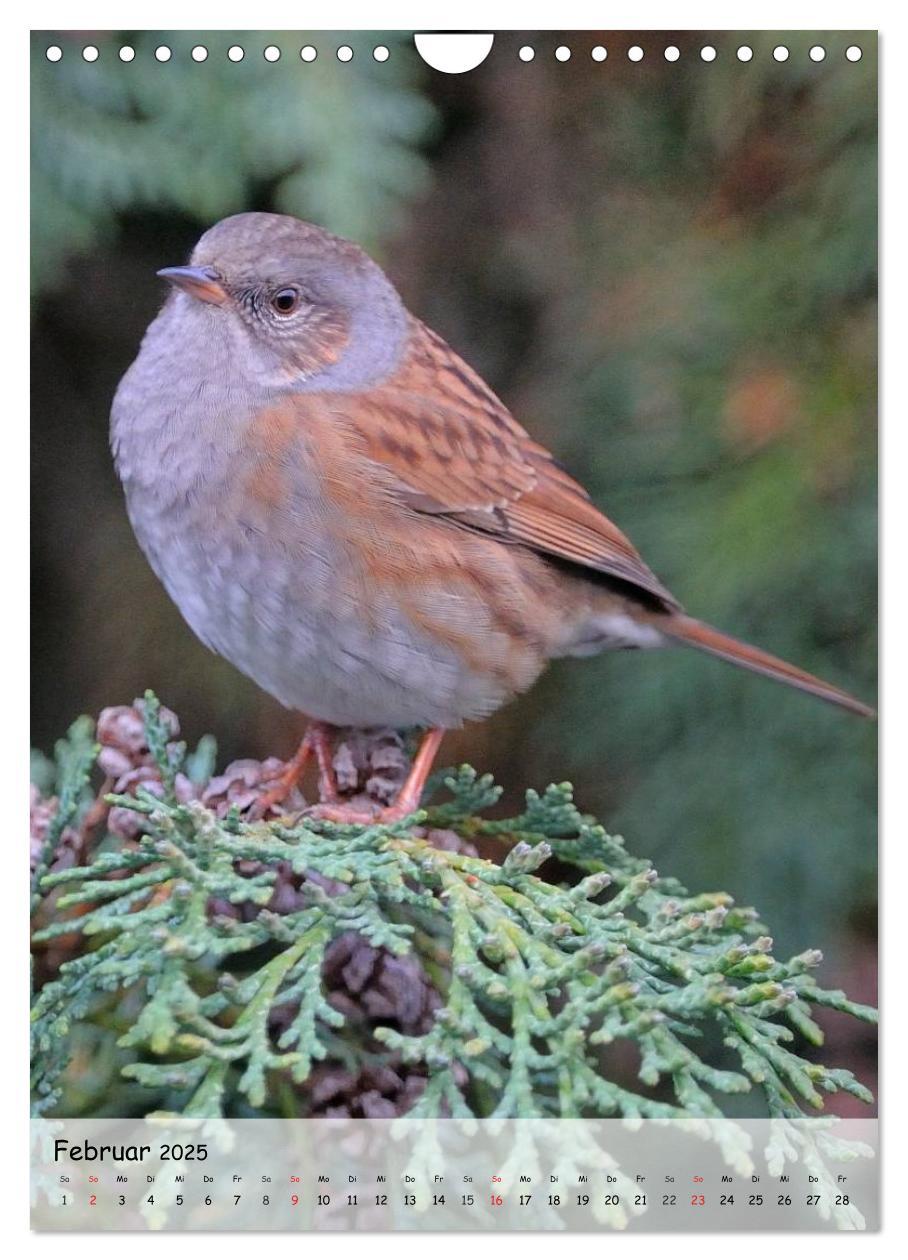 Bild: 9783457043684 | Vögel im heimischen Garten (Wandkalender 2025 DIN A4 hoch),...