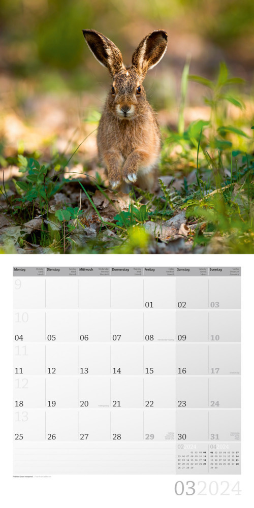 Bild: 9783838444260 | Heimische Wildtiere Kalender 2024 - 30x30 | Ackermann Kunstverlag