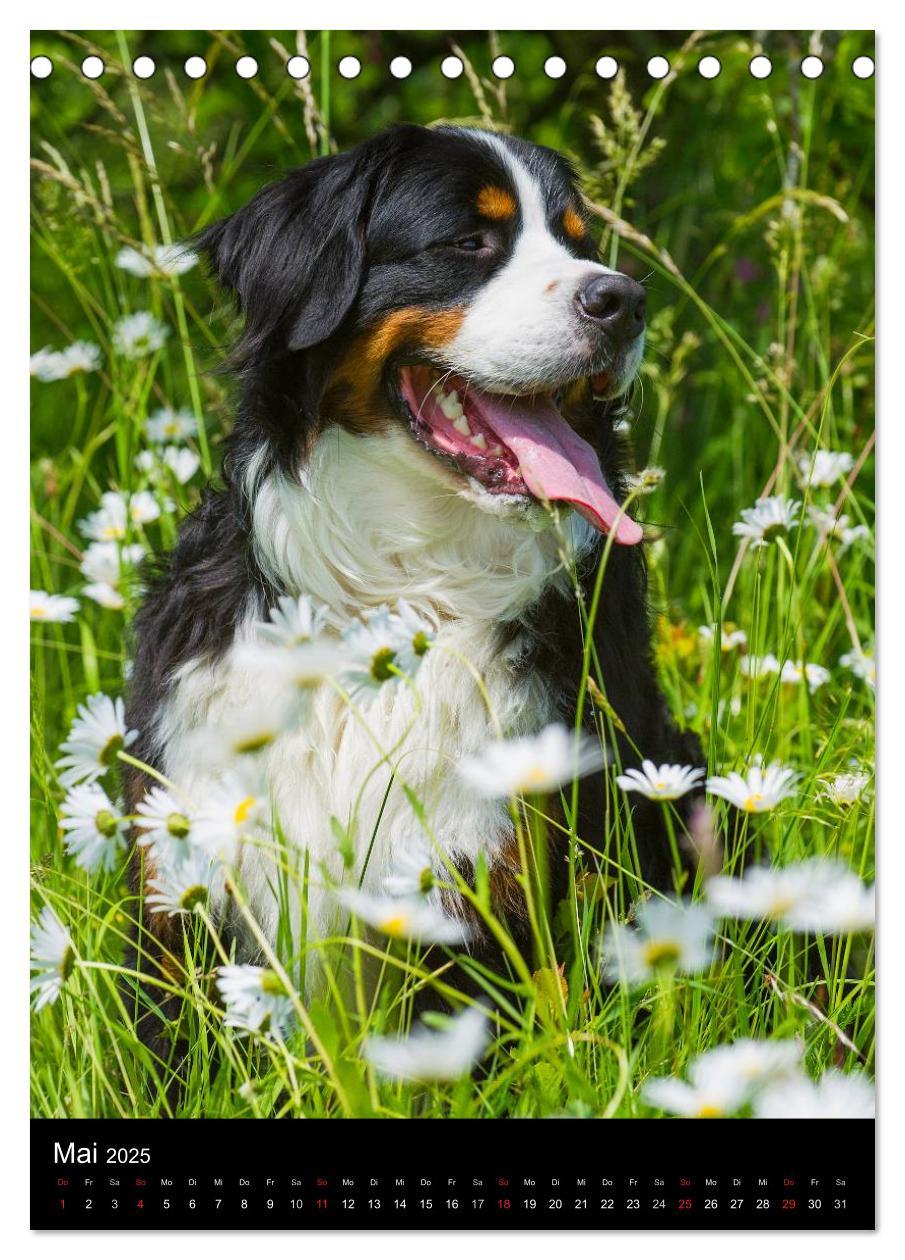 Bild: 9783457068489 | Berner Sennenhund 2025 (Tischkalender 2025 DIN A5 hoch), CALVENDO...