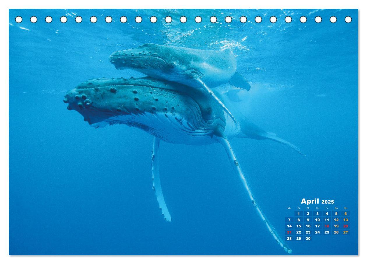 Bild: 9783383776854 | Buckelwale: Aus den blauen Tiefen der Ozeane (Tischkalender 2025...