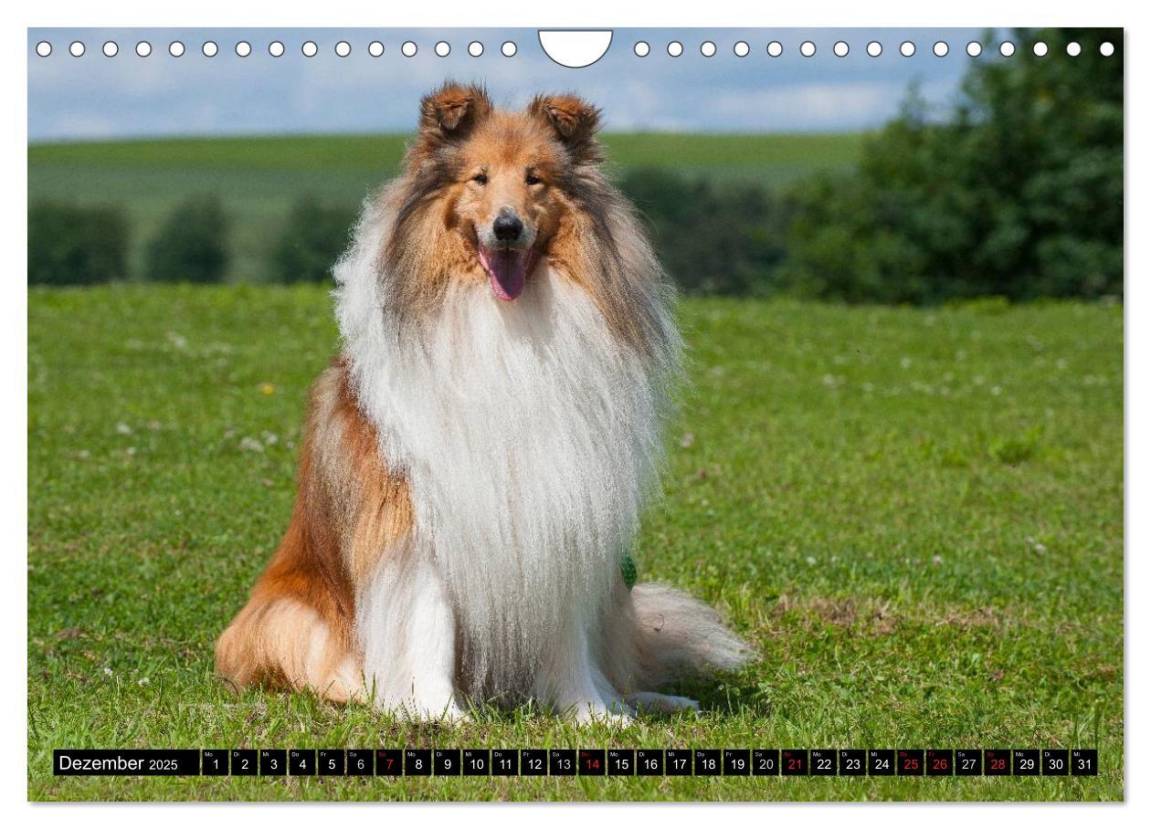 Bild: 9783435569267 | Collie - Mein bester Freund (Wandkalender 2025 DIN A4 quer),...