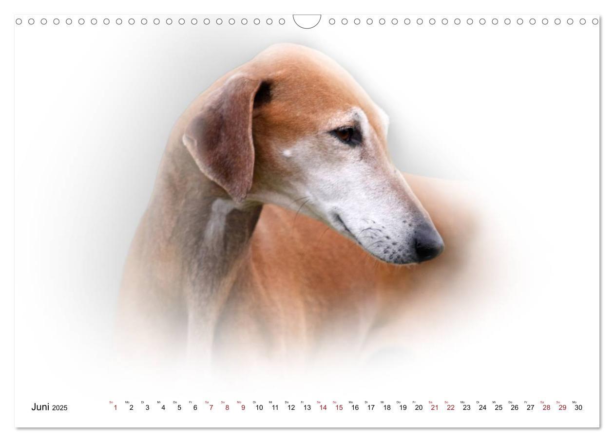 Bild: 9783383823978 | Windhund Portrait 2025 White Edition (Wandkalender 2025 DIN A3...