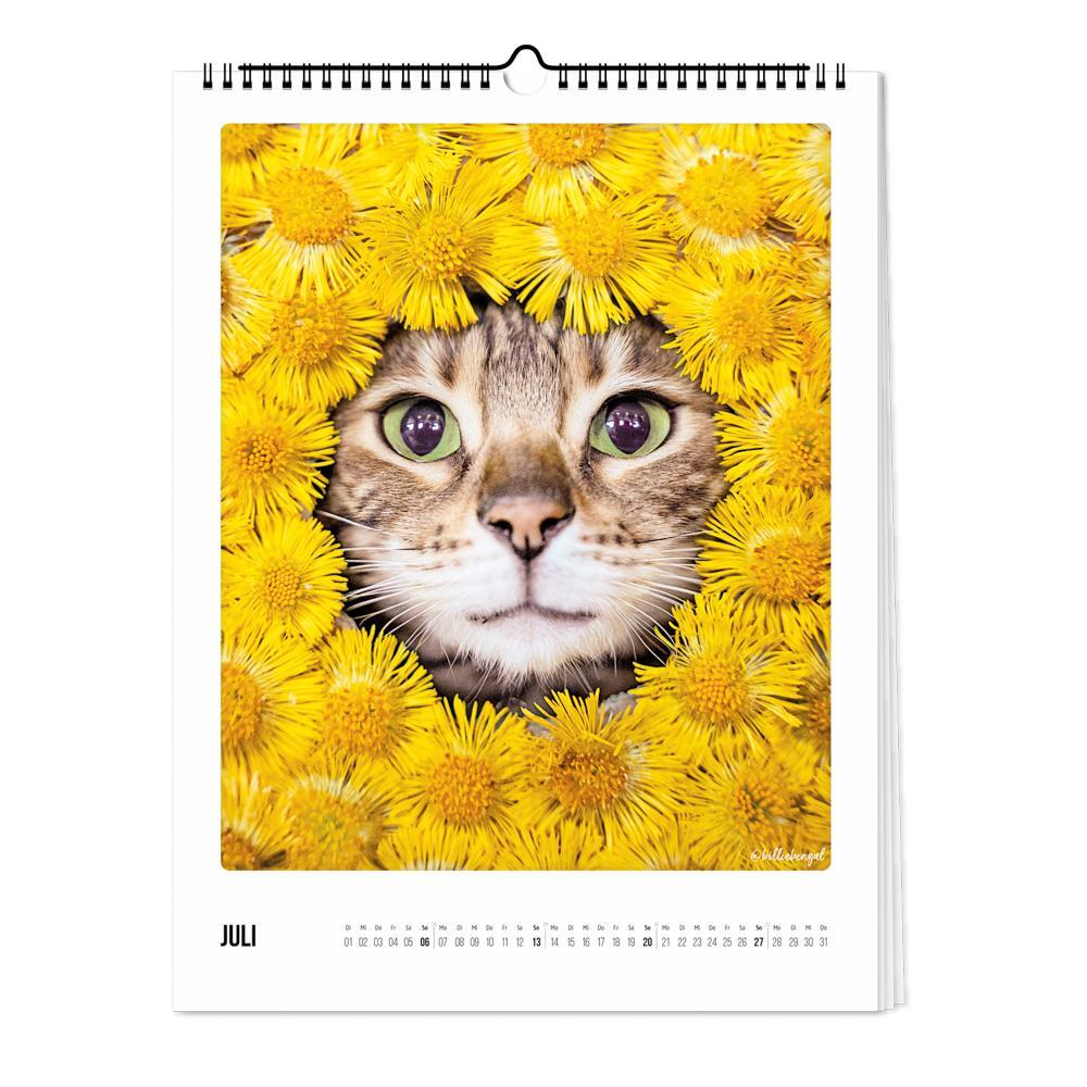 Bild: 4251781179232 | Wandkalender 2025 - Katz &amp; Kater | Pickmotion | Kalender | Deutsch