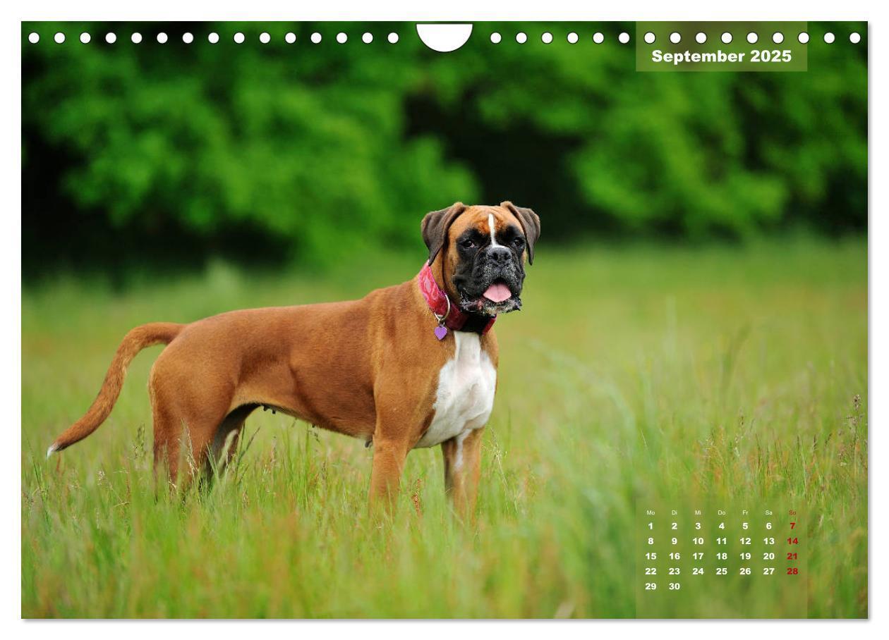 Bild: 9783435179947 | Einmal Boxer - immer Boxer (Wandkalender 2025 DIN A4 quer),...