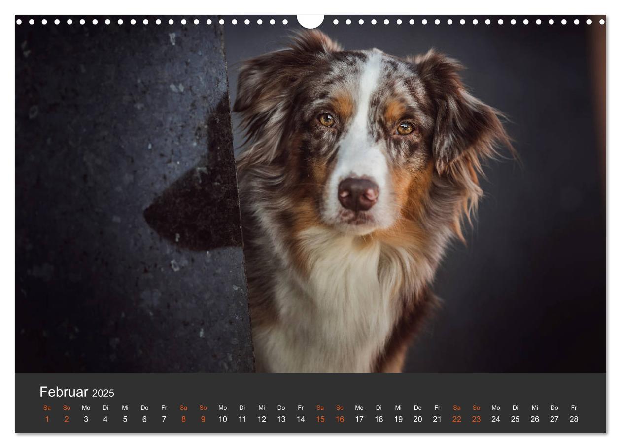 Bild: 9783435233151 | Australian Shepherd - Vielfalt in einer Rasse (Wandkalender 2025...