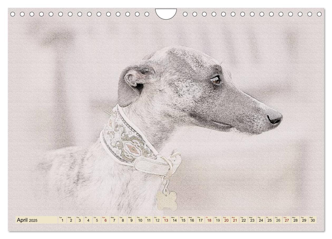 Bild: 9781325992690 | Whippets 2025 (Wall Calendar 2025 DIN A4 landscape), CALVENDO 12...