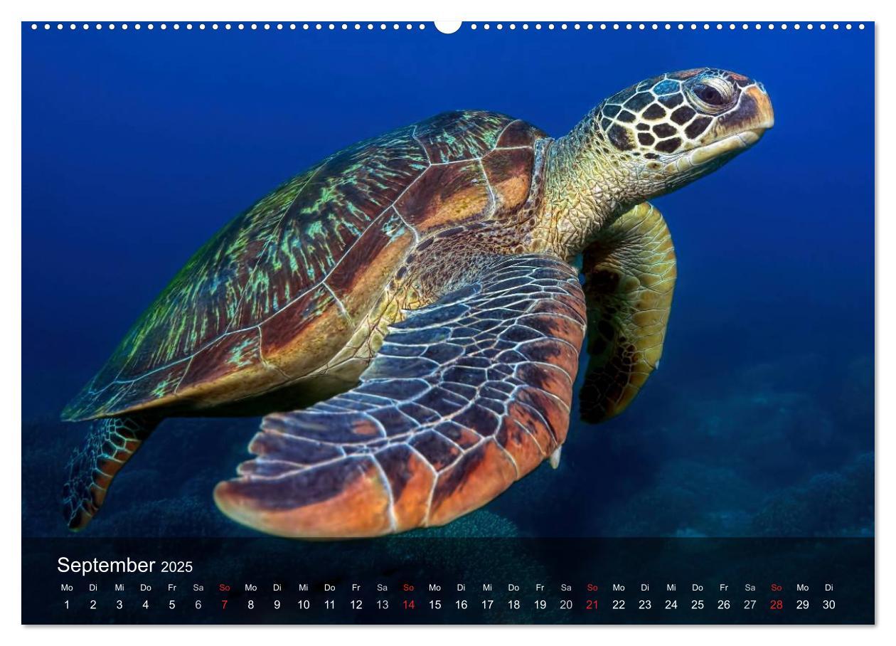 Bild: 9783435596959 | Schildkröten des Ozeans (Wandkalender 2025 DIN A2 quer), CALVENDO...