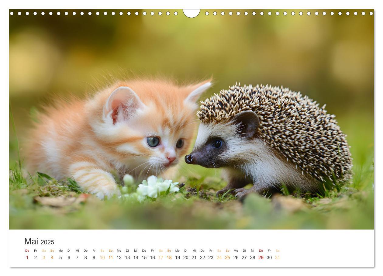 Bild: 9783457207994 | Zauberhafte Katzenbabys (Wandkalender 2025 DIN A3 quer), CALVENDO...