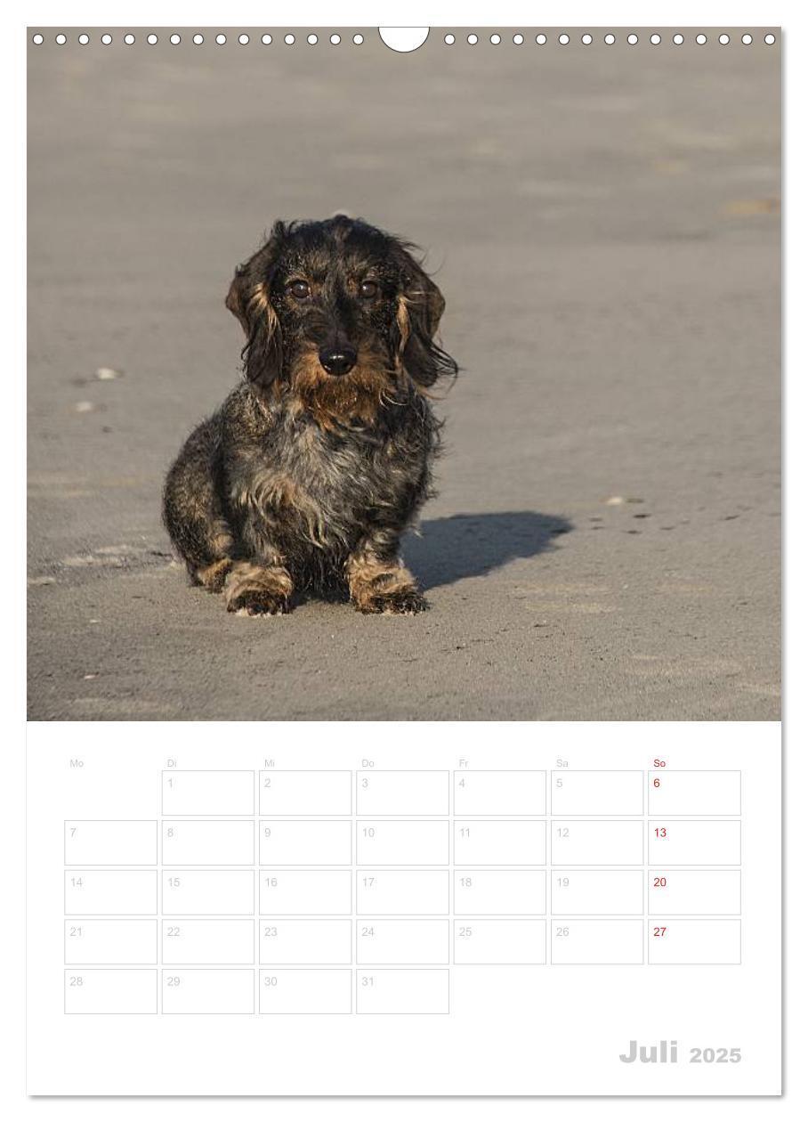 Bild: 9783457014097 | Der Dackel - mein kleiner Freund (Wandkalender 2025 DIN A3 hoch),...