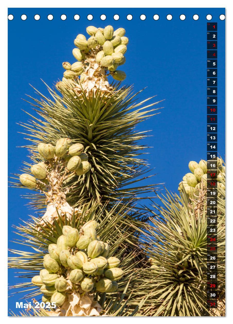 Bild: 9783435961108 | Impressionen aus dem JOSHUA TREE NATIONAL PARK (Tischkalender 2025...