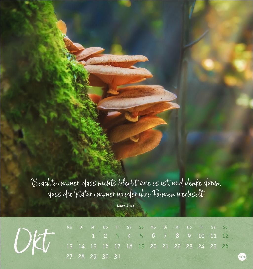 Bild: 9783756407118 | Unser Wald Postkartenkalender 2025 - zauberhafter Ort der Kraft | Heye