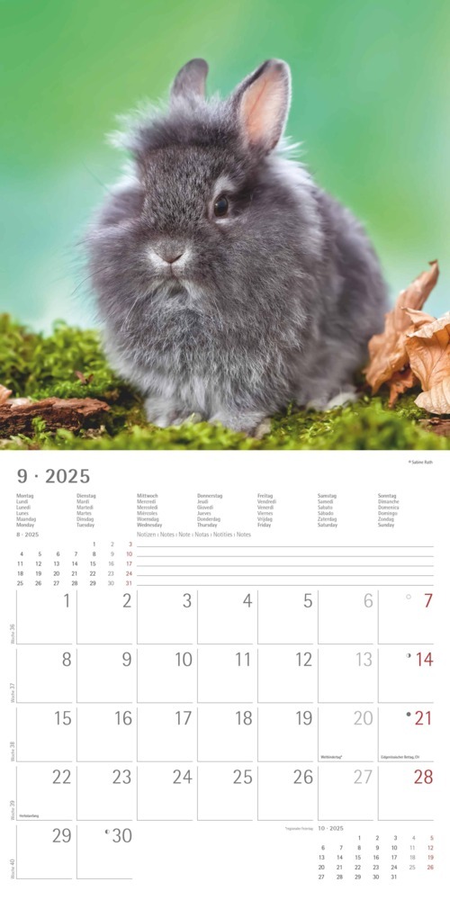 Bild: 4251732340766 | Alpha Edition - Kaninchen 2025 Broschürenkalender, 30x30cm,...