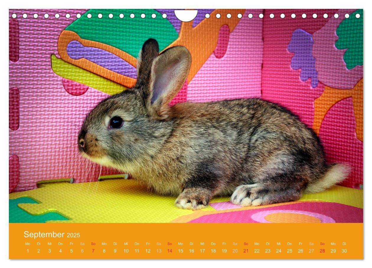 Bild: 9783435761371 | Lustige Kaninchen (Wandkalender 2025 DIN A4 quer), CALVENDO...