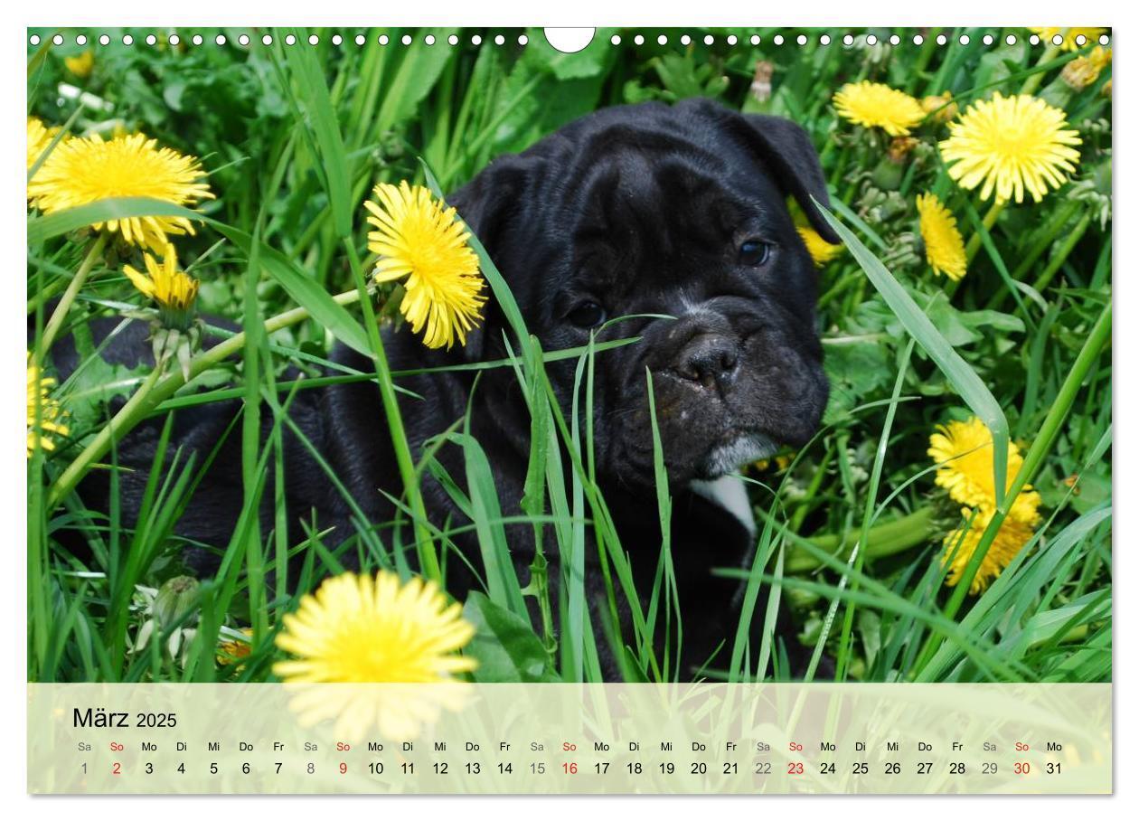 Bild: 9783435729296 | Bulldoggen-Kindergarten (Wandkalender 2025 DIN A3 quer), CALVENDO...