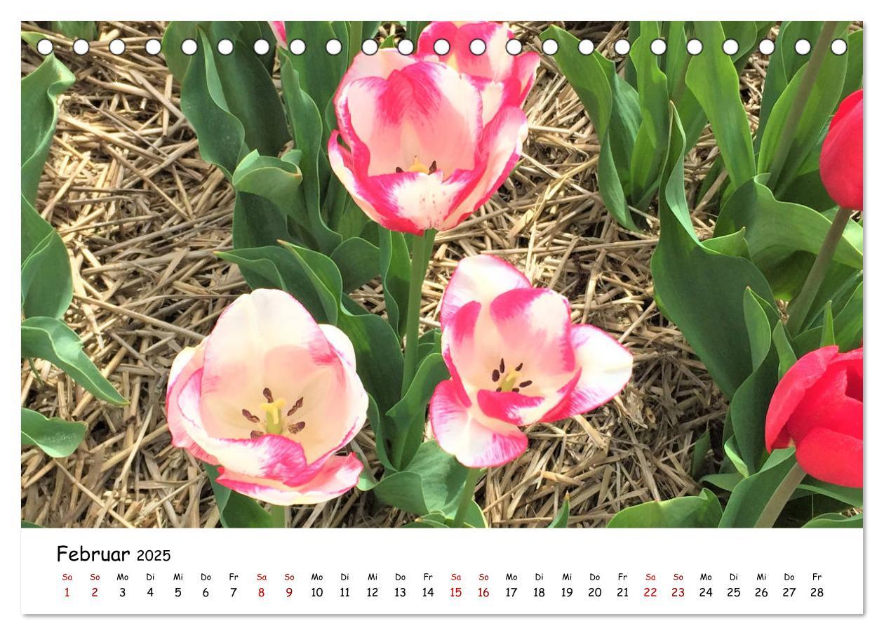 Bild: 9783435257782 | Tulpenblüte in Flevoland 2025 (Tischkalender 2025 DIN A5 quer),...