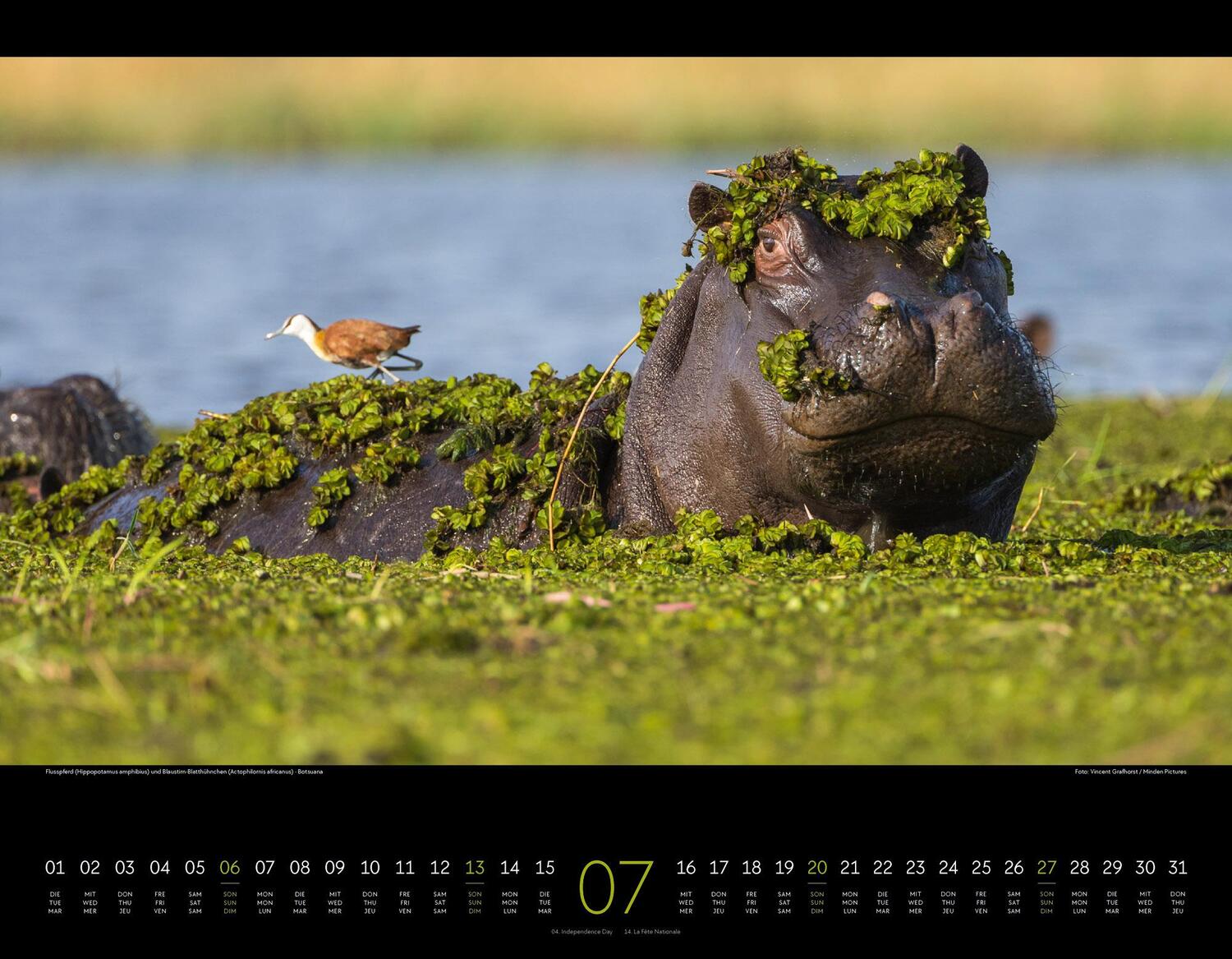 Bild: 9783838425900 | Wildes Afrika Kalender 2025 | Ackermann Kunstverlag | Kalender | 14 S.