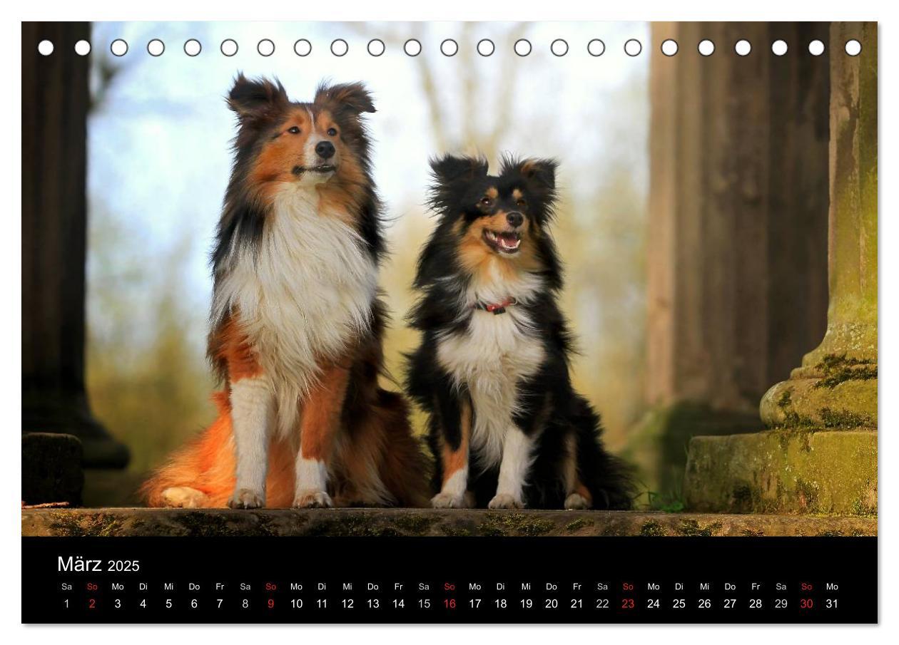 Bild: 9783435751624 | Shelties 2025 (Tischkalender 2025 DIN A5 quer), CALVENDO...