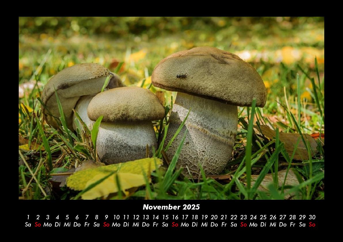 Bild: 9783755975960 | Pilzkalender 2025 Fotokalender DIN A3 | Tobias Becker | Kalender