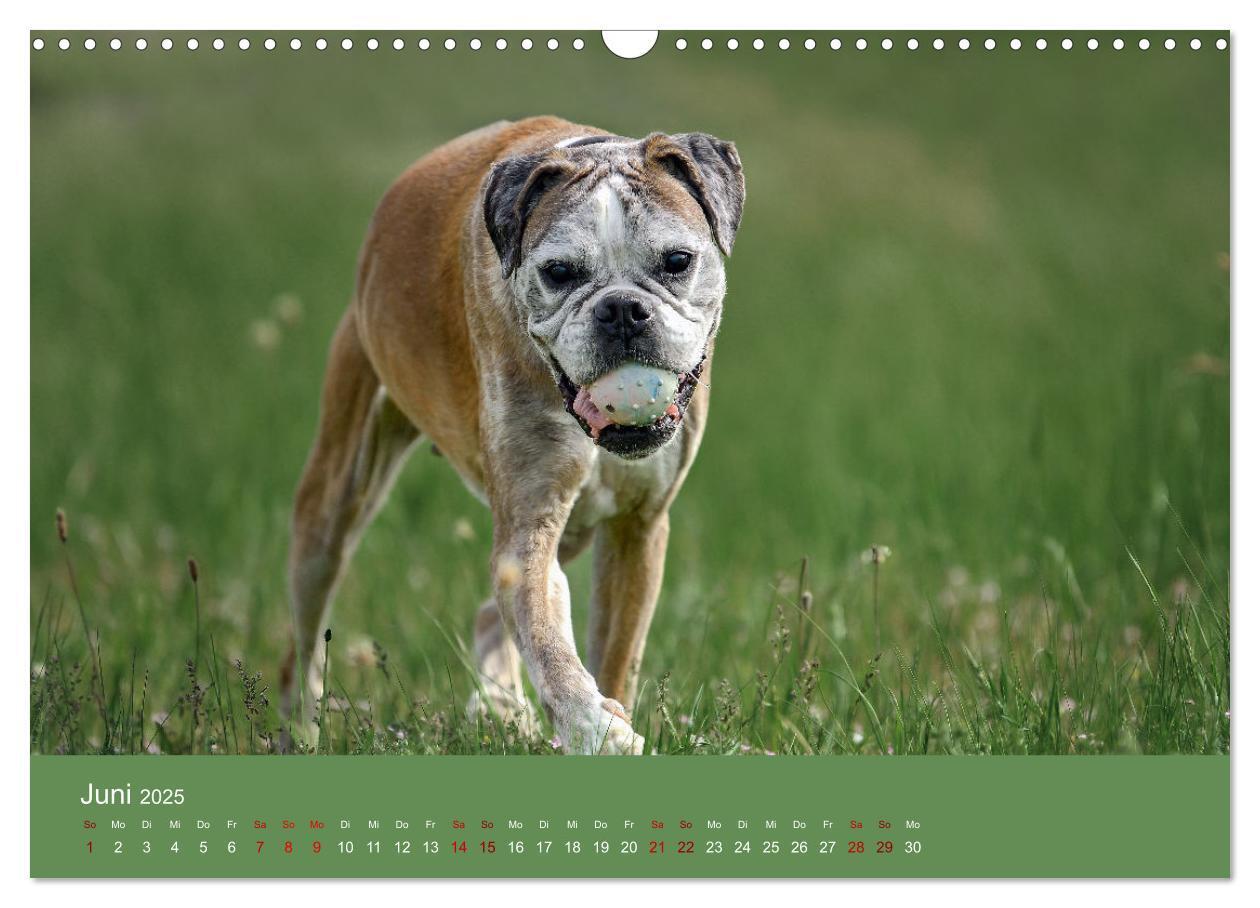 Bild: 9783383856235 | Fantastische Boxer - Sieger der Herzen (Wandkalender 2025 DIN A3...