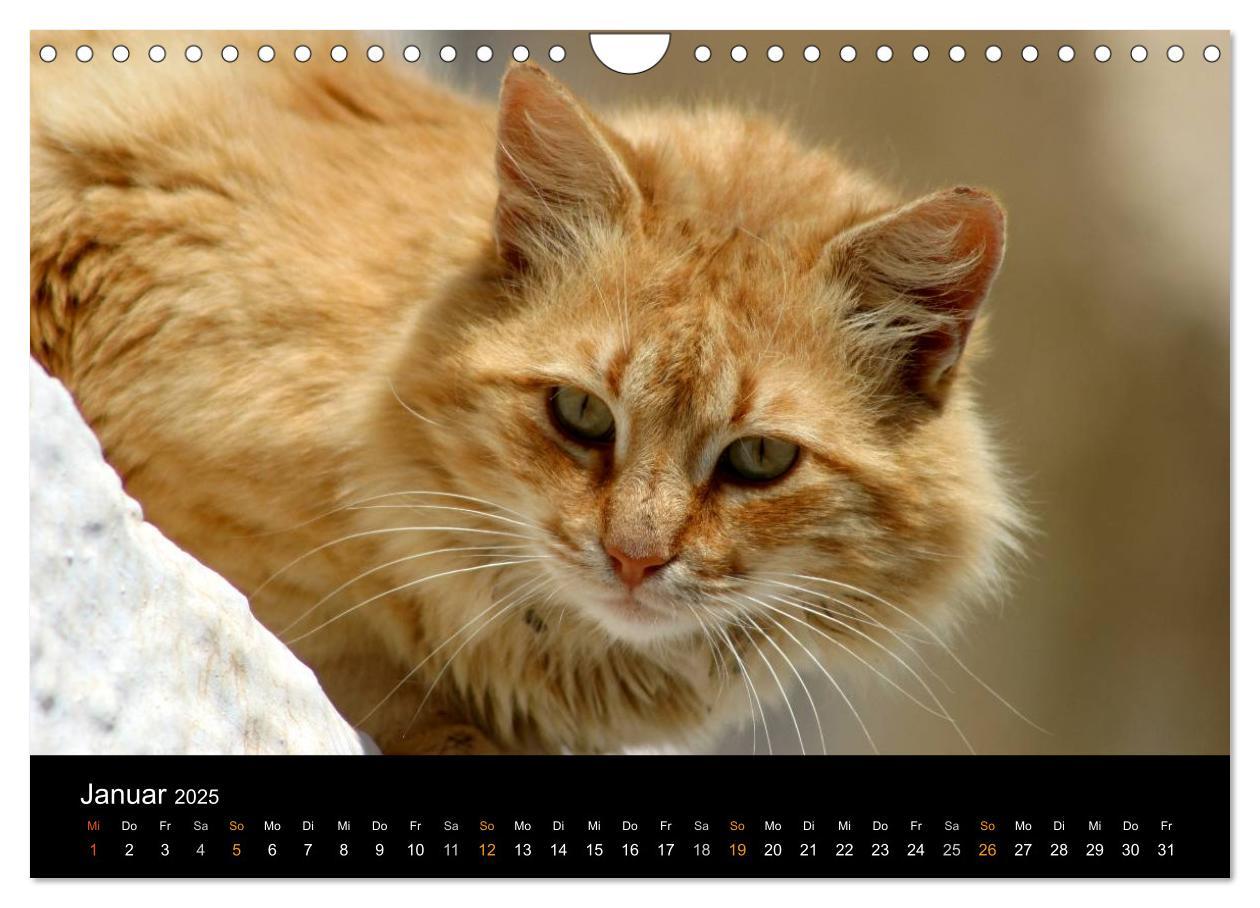 Bild: 9783435684069 | Katzensprung (Wandkalender 2025 DIN A4 quer), CALVENDO Monatskalender