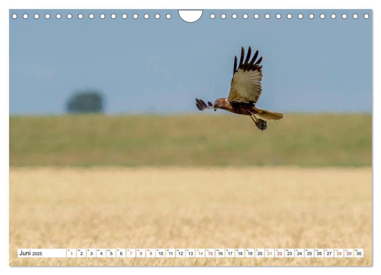 Bild: 9783435111367 | Heimische GREIFVÖGEL Adler Milan Bussard Weihe Sperber...