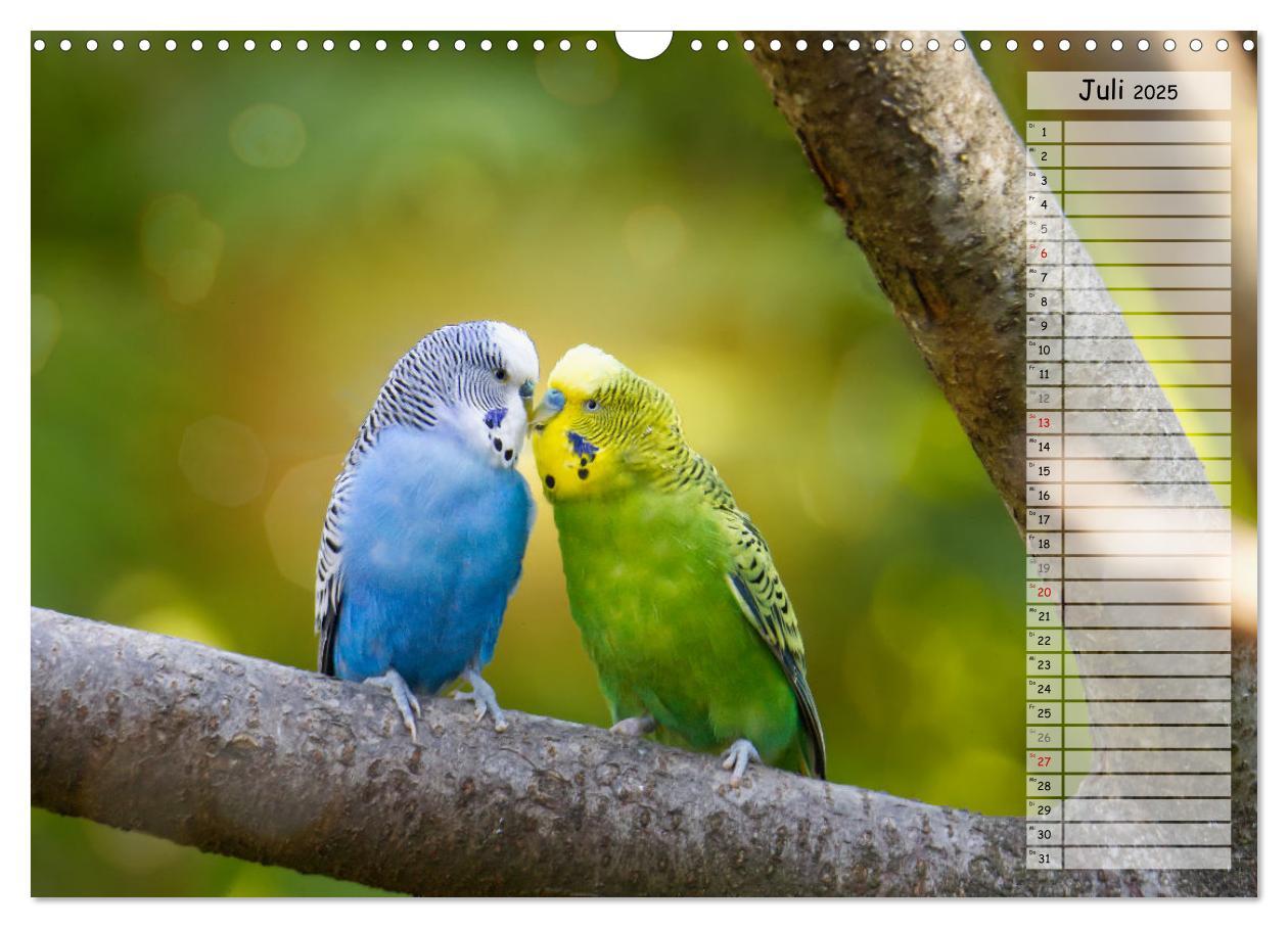 Bild: 9783383939525 | Zauberhafte Wellensittiche (Wandkalender 2025 DIN A3 quer),...