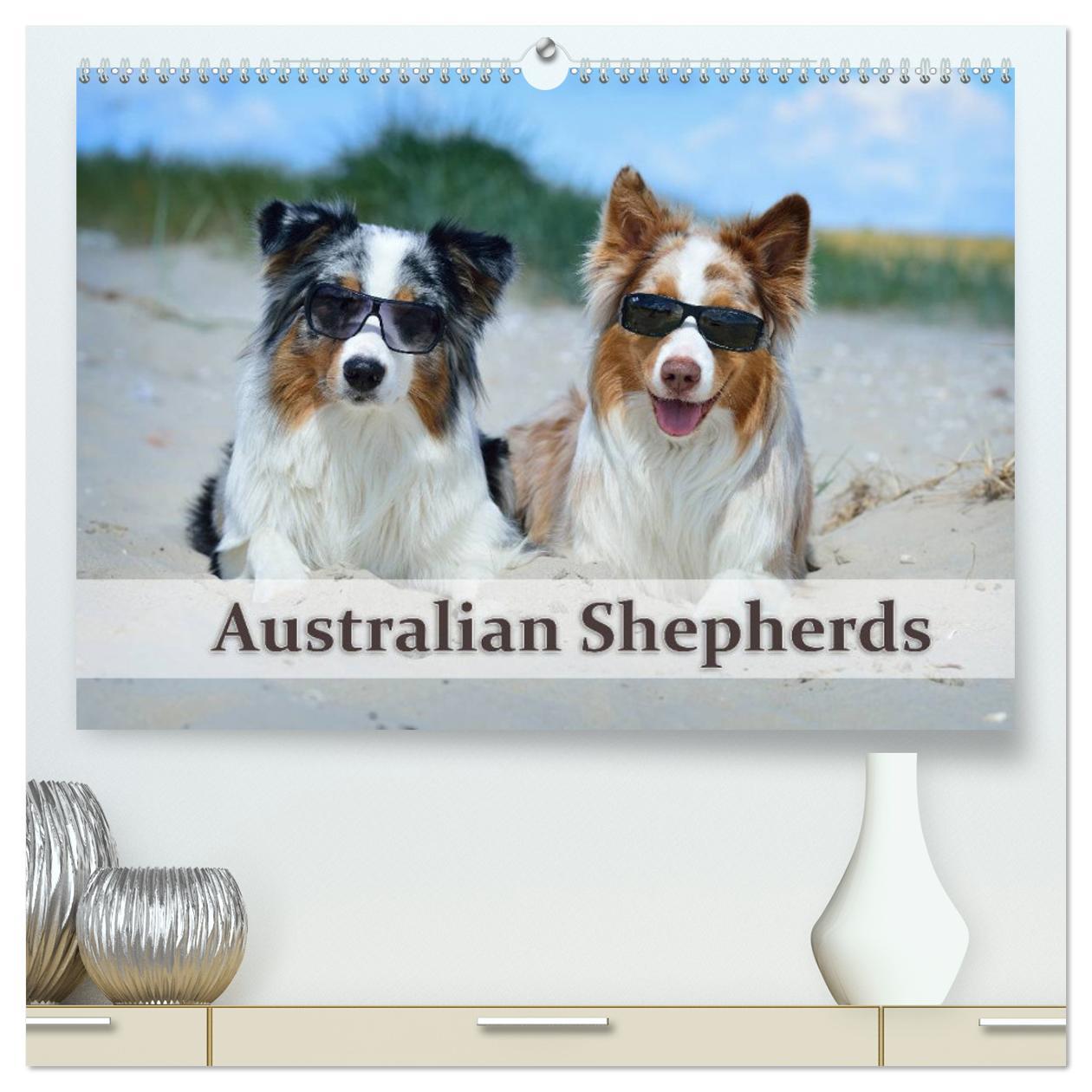 Cover: 9783435803804 | Wunderbare Australian Shepherds (hochwertiger Premium Wandkalender...