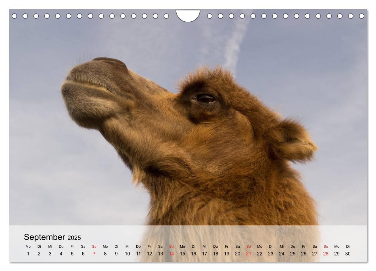 Bild: 9783435601035 | Kamele in der Wüstensonne (Wandkalender 2025 DIN A4 quer), CALVENDO...