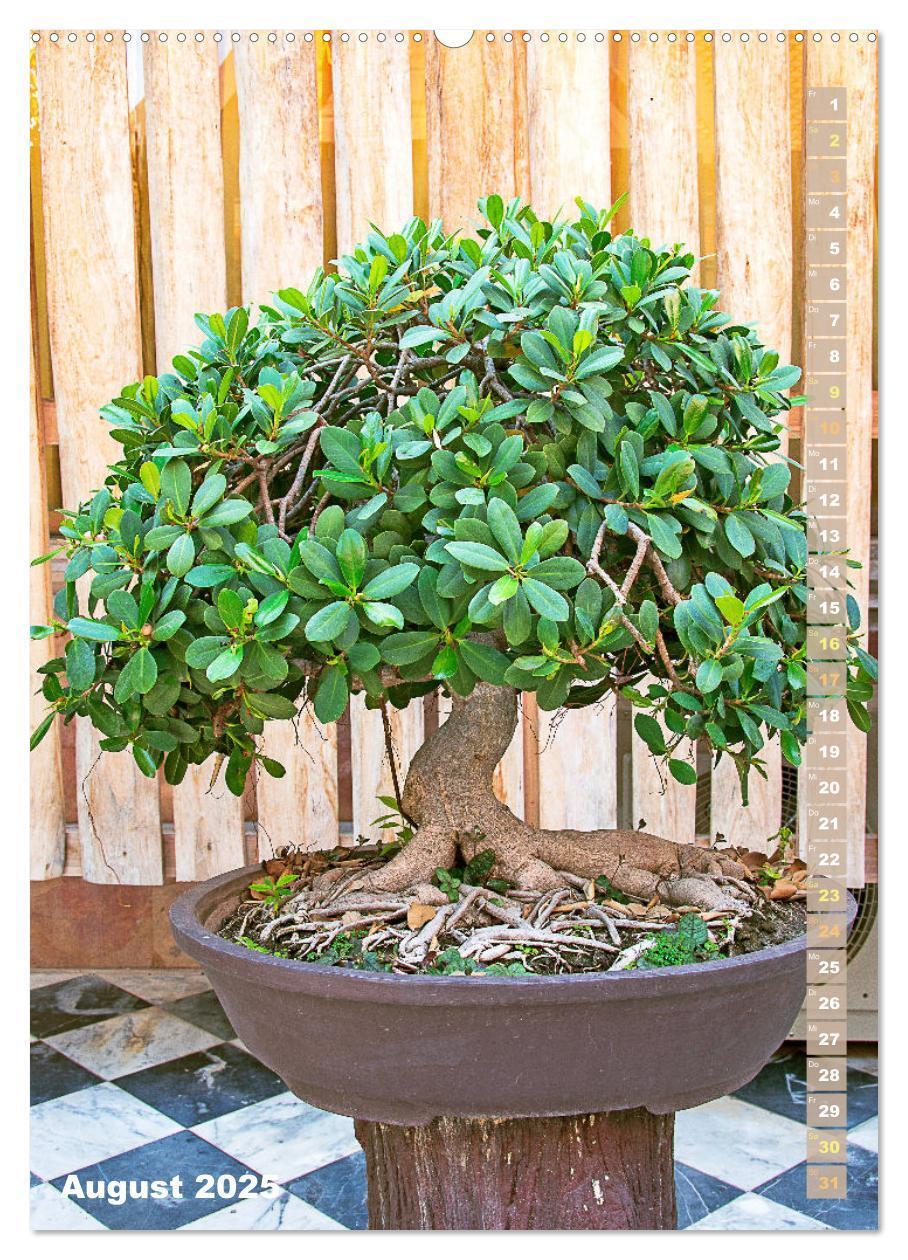 Bild: 9783435851881 | Bonsai: Gartenkunst im Kleinen (Wandkalender 2025 DIN A2 hoch),...