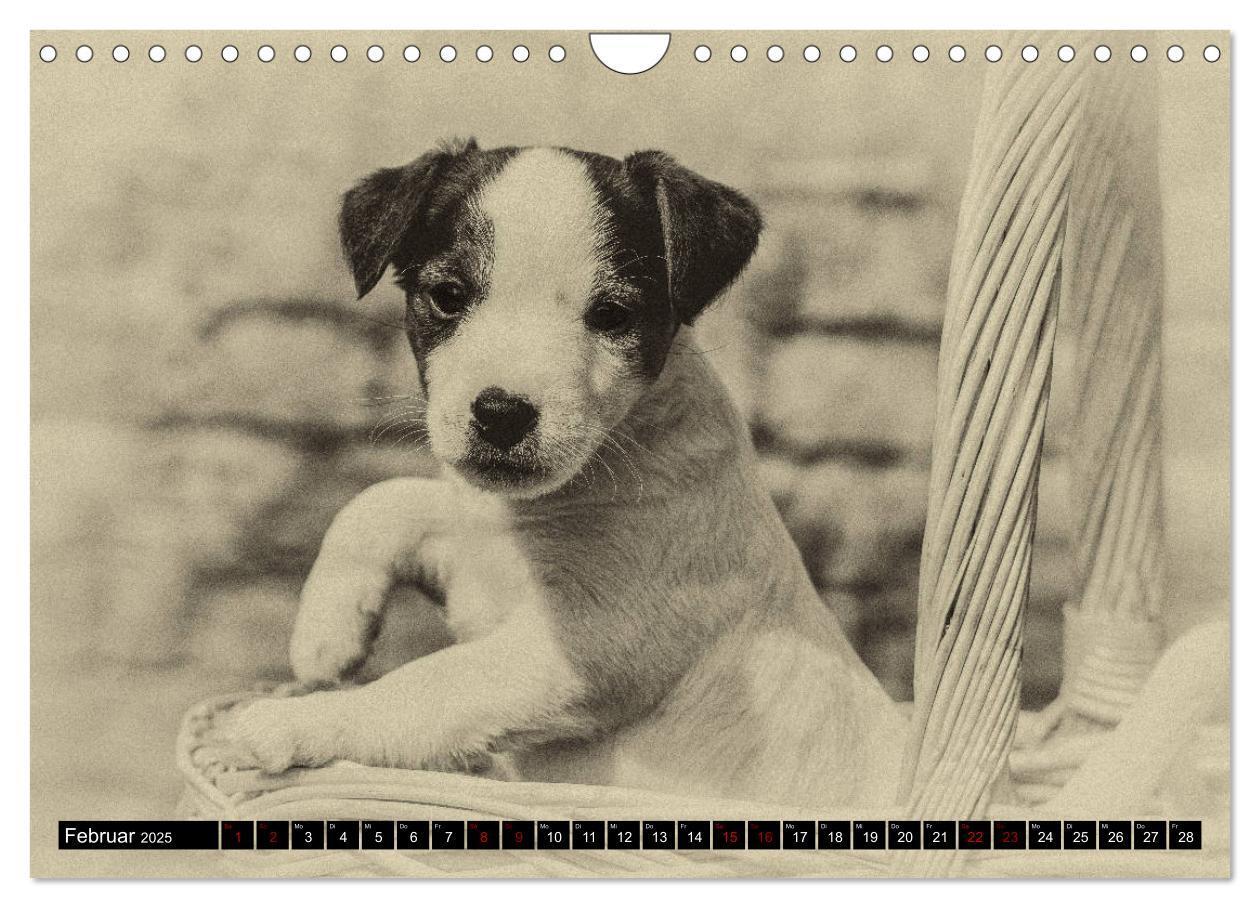 Bild: 9783435400911 | Parson Jack Russel Welpen (Wandkalender 2025 DIN A4 quer), CALVENDO...