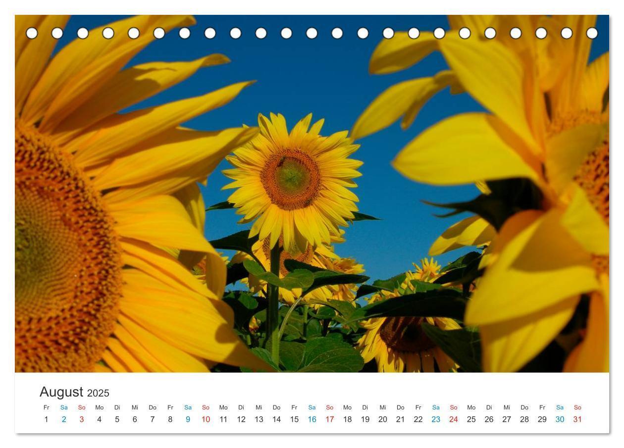 Bild: 9783435785841 | Sonnenblumen 2025 (Tischkalender 2025 DIN A5 quer), CALVENDO...