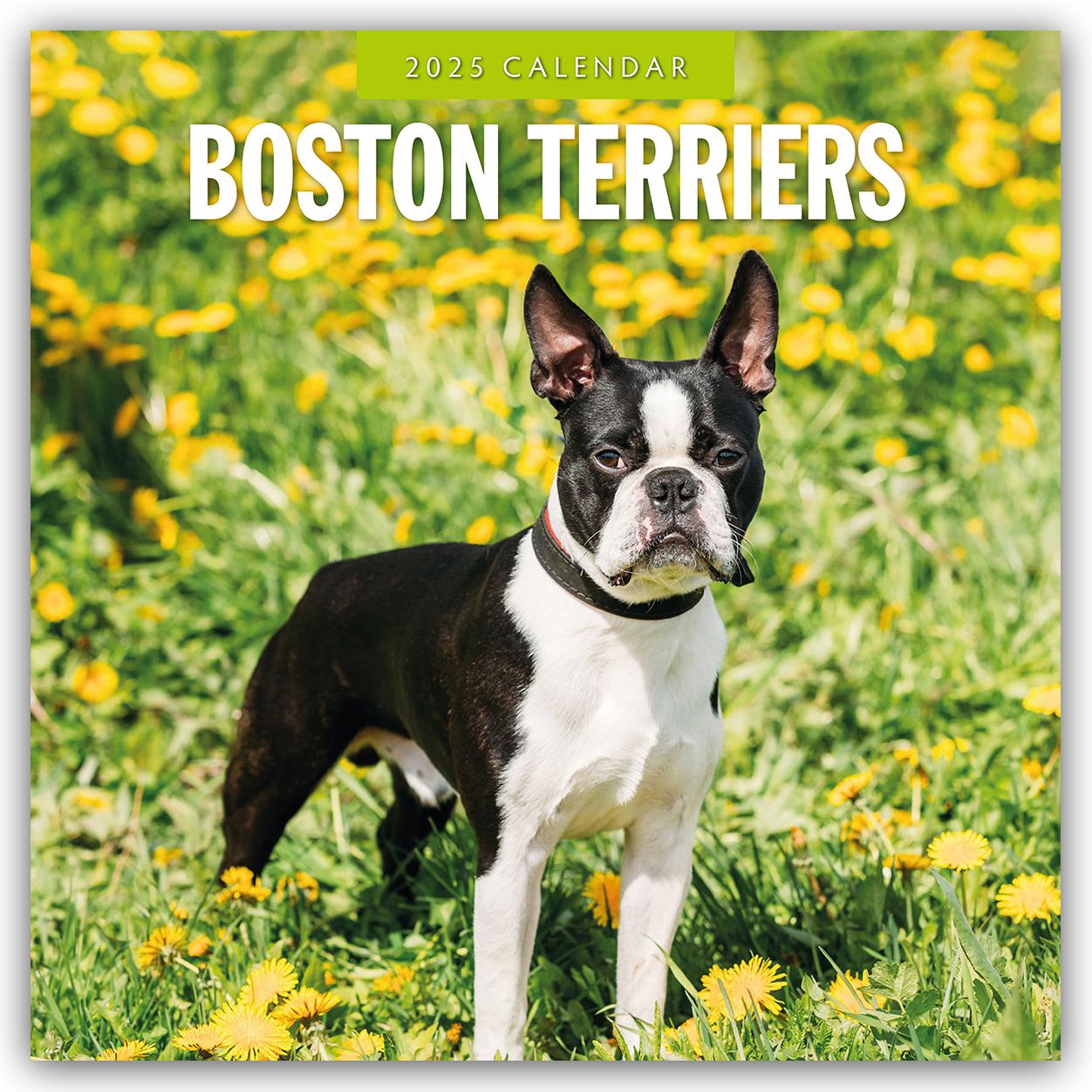 Cover: 9781804424360 | Boston Terriers - Boston Terrier 2025 - 16-Monatskalender | Robin Red