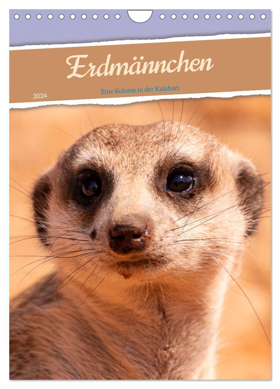 Cover: 9783383707612 | Erdmännchen - Eine Kolonie in der Kalahari (Wandkalender 2024 DIN...